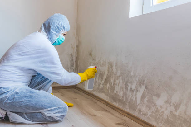 Licensed Black Mold Remediation service in Paris, TX - 24 Hour Mold Removal