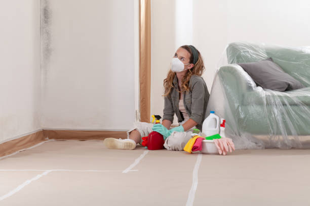 Reliable Black Mold Remediation contractor in Paris, TX by 24 Hour Mold Removal