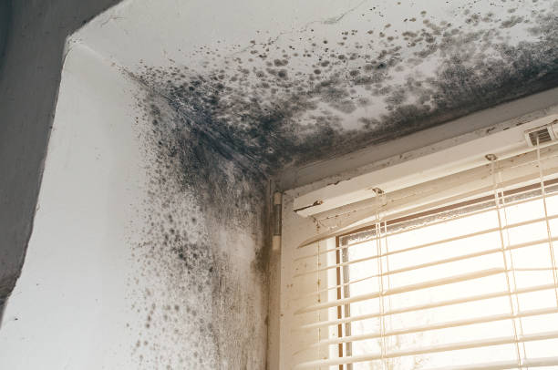 Affordable Black Mold Remediation solutions in Paris, TX